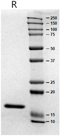 3、SDS-PAGE.jpg 3、SDS-PAGE.jpg