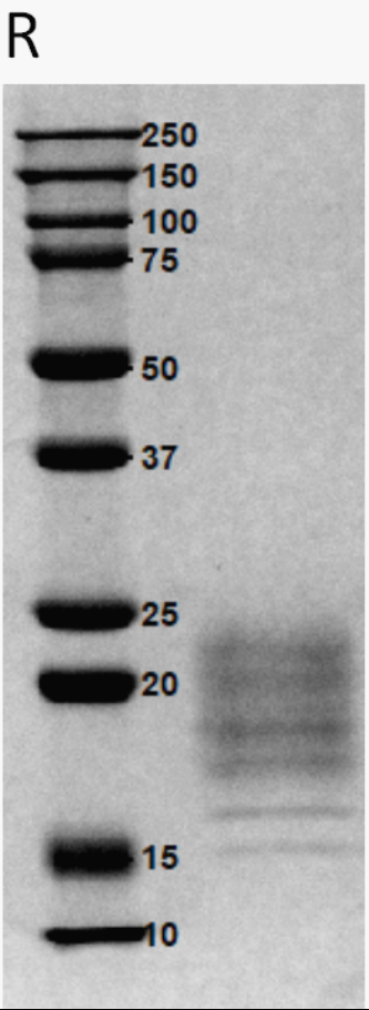 2、SDS-PAGE.jpg 2、SDS-PAGE.jpg